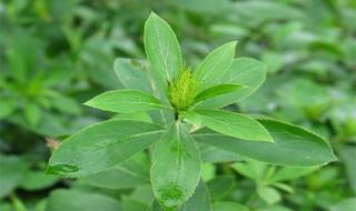 中药种植项目做什么比较赚钱 种植什么药材最赚钱